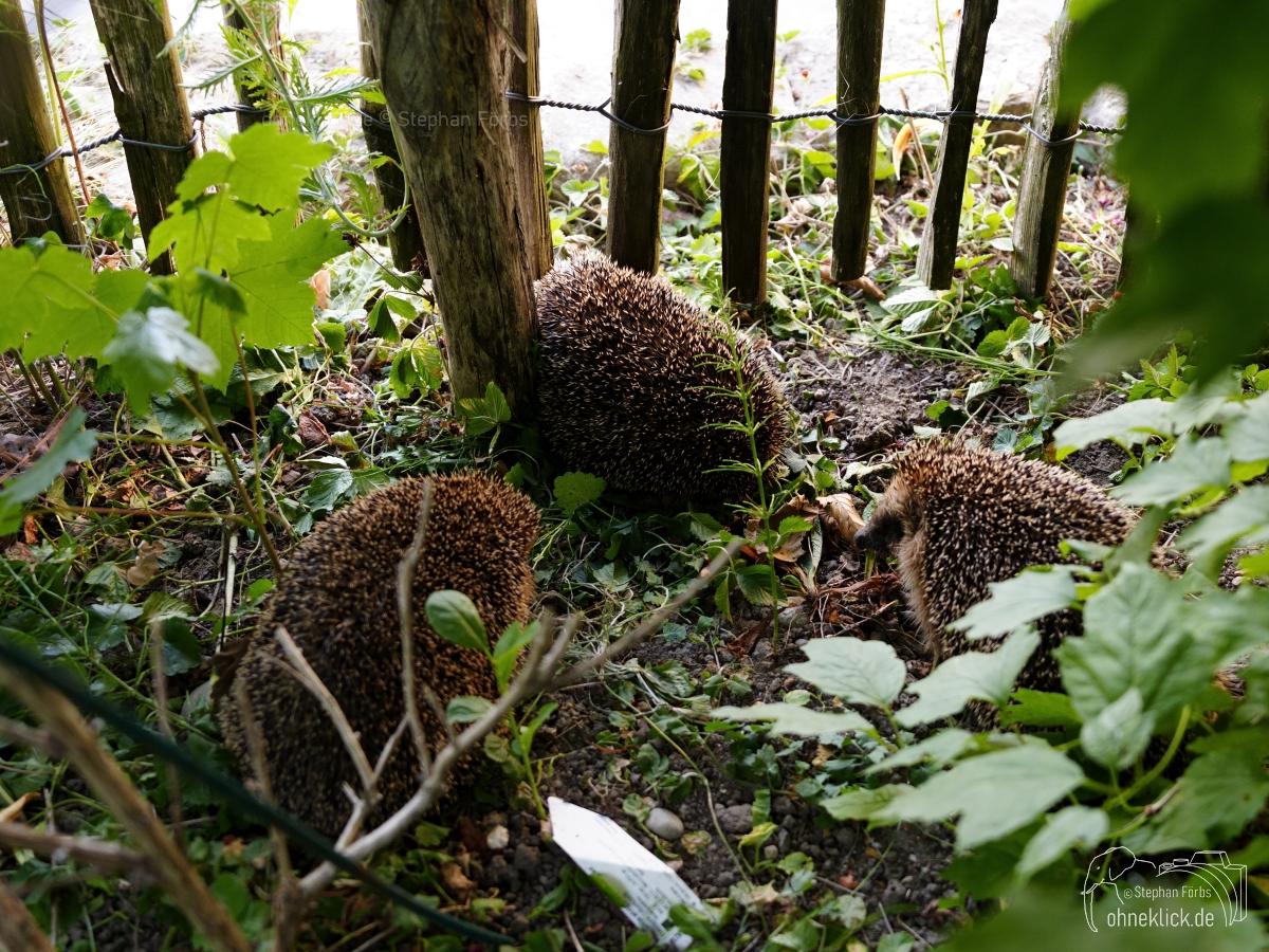 Ohneklick-mammals_garten-012