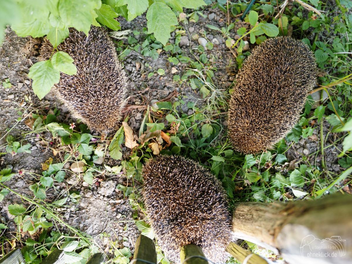 Ohneklick-mammals_garten-013